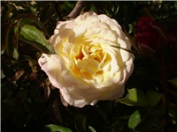 06f2b1ba-Picture 3392.jpg